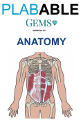 22- ANATOMY.pdf